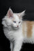 Fluffy white Maine Coon kitten with blue eyes and pointed ears, named Odin