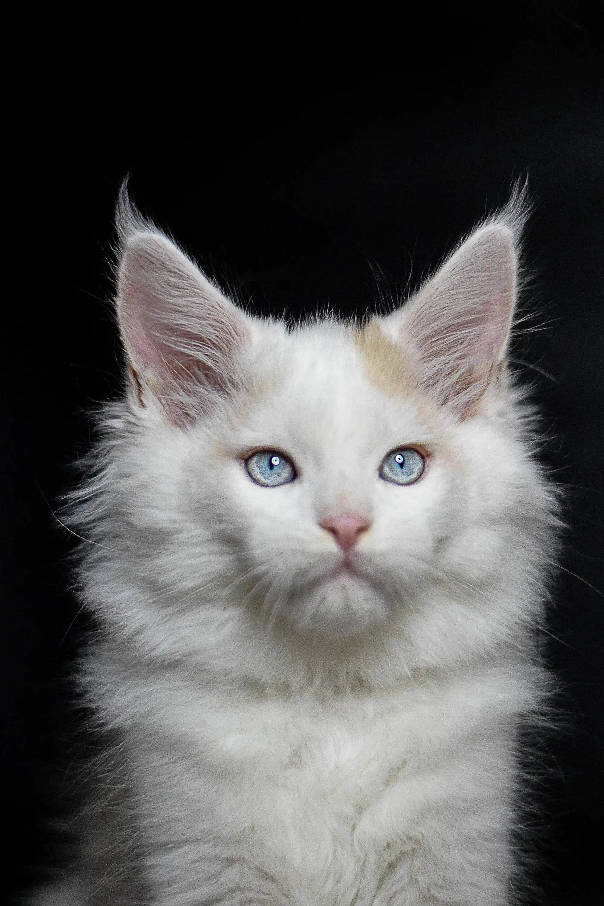 Maine Coon Kittens for Sale Odin | Kitten