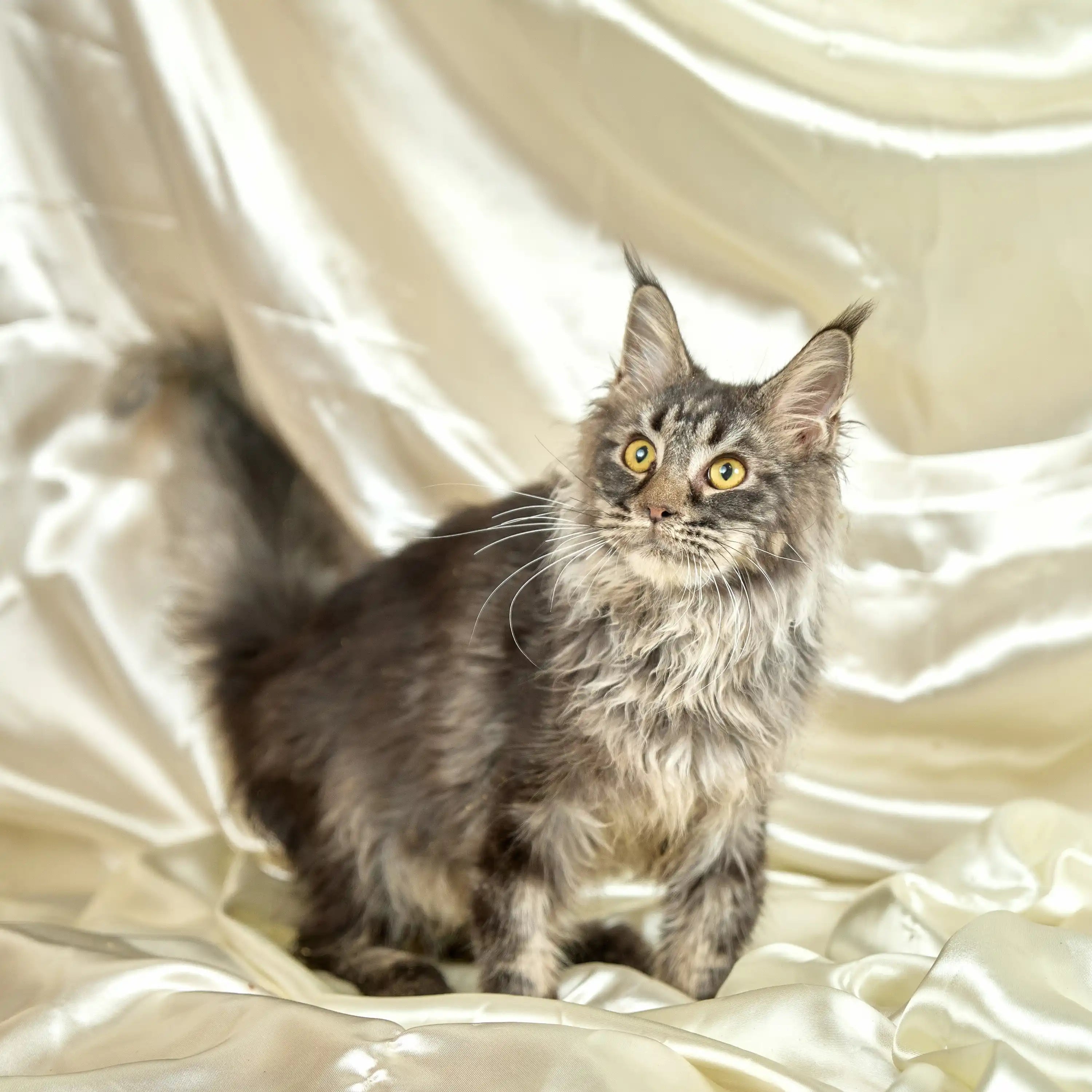 Maine Coon Kittens for Sale Odin | Kitten