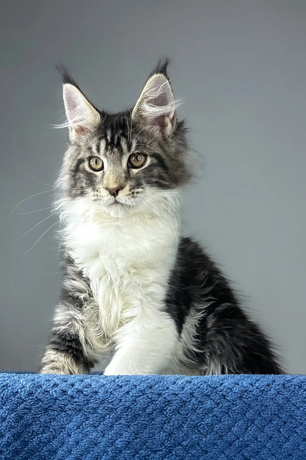 Odysseus | maine coon kitten