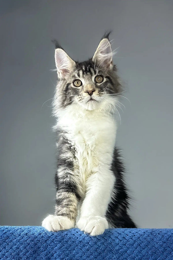 Odysseus | maine coon kitten