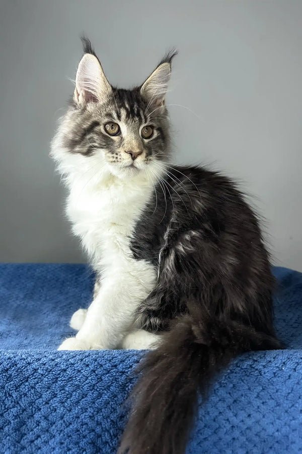 Odysseus | maine coon kitten