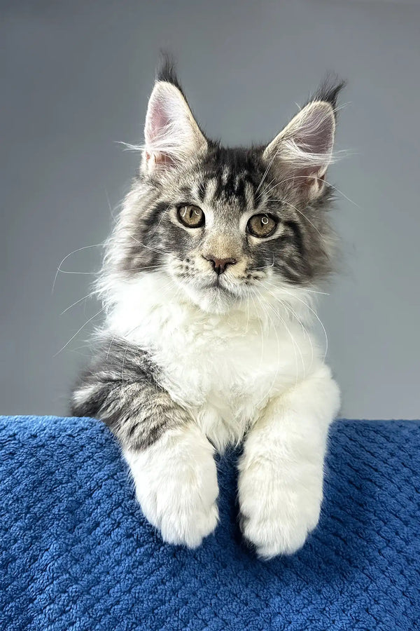 Odysseus | maine coon kitten