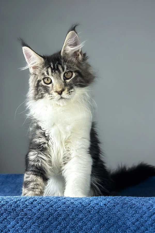 Odysseus | maine coon kitten