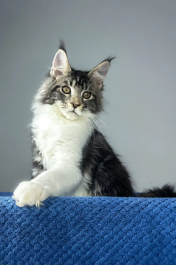 Odysseus | maine coon kitten