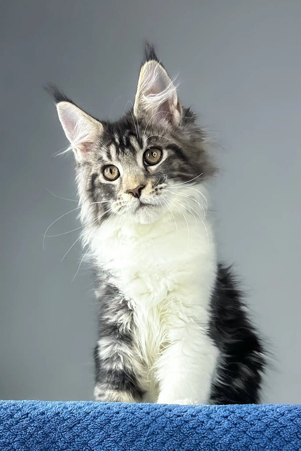 Odysseus | maine coon kitten
