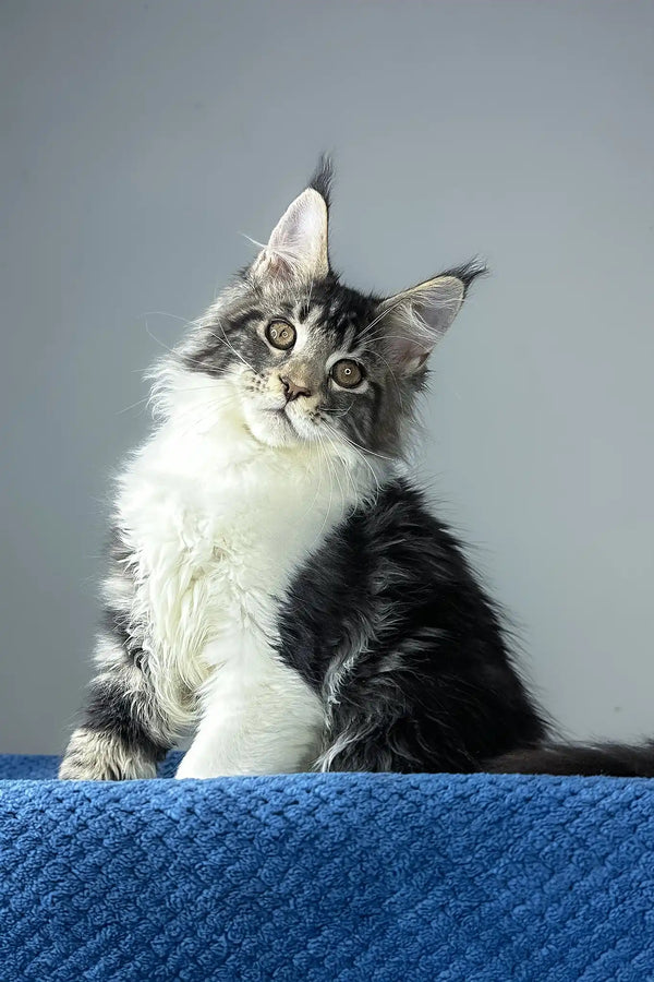 Odysseus | maine coon kitten