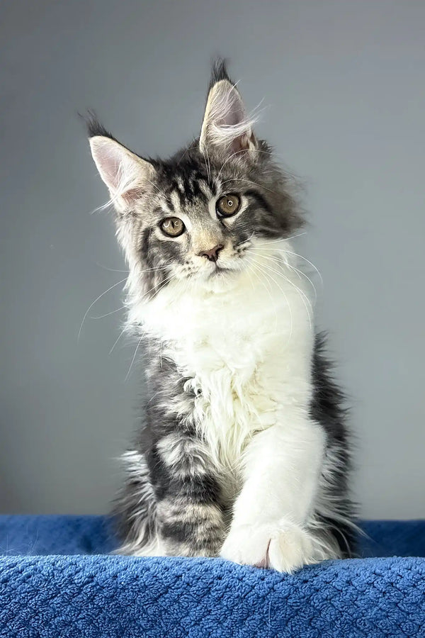 Odysseus | maine coon kitten
