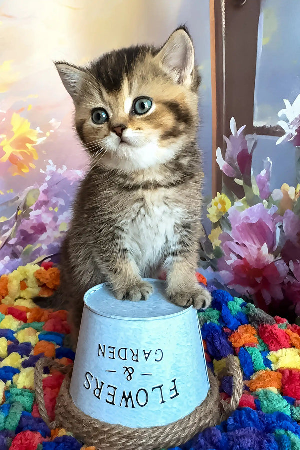 Ofeliya | scottish straight kitten