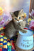 Ofeliya | scottish straight kitten
