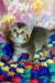 Ofeliya | scottish straight kitten