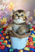 Ofeliya | scottish straight kitten
