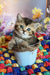 Ofeliya | scottish straight kitten