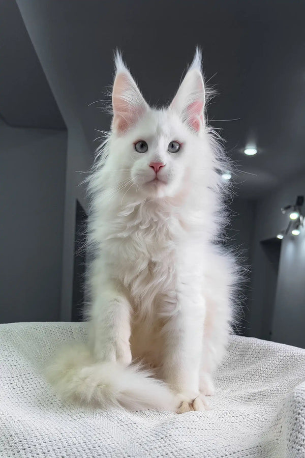 Officer | maine coon kitten