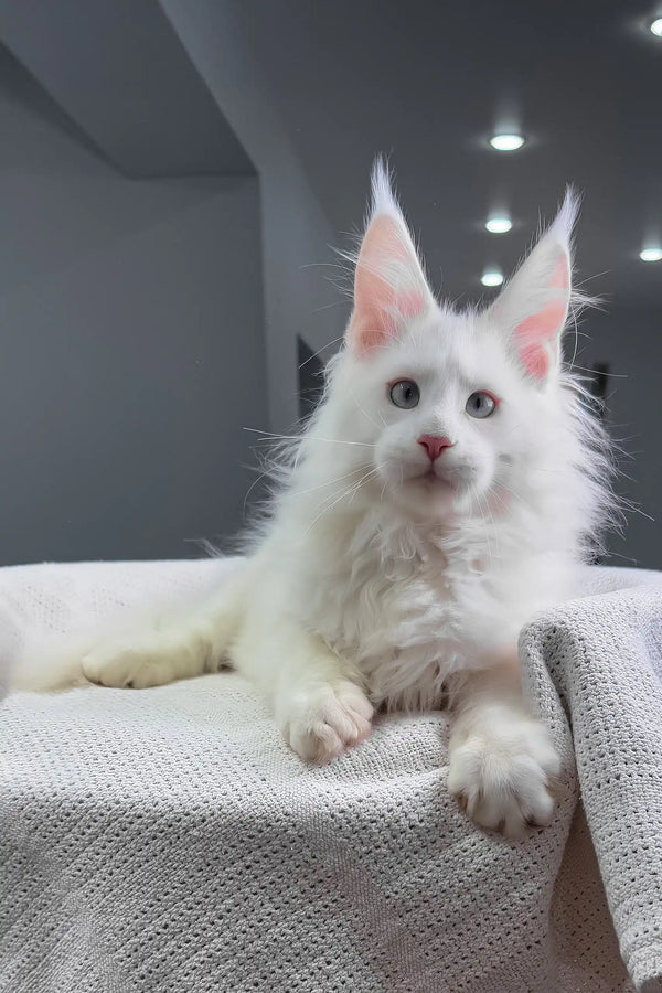 Officer | maine coon kitten