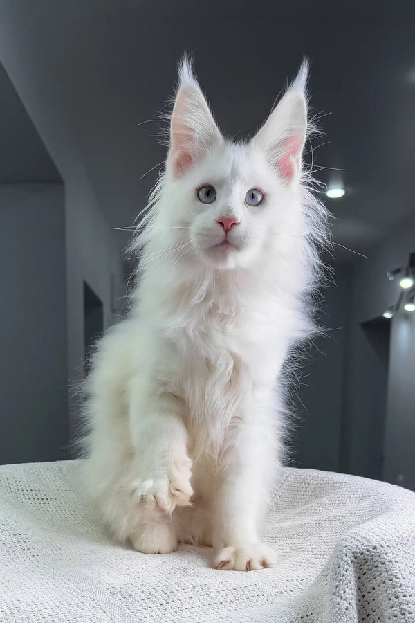 Officer | maine coon kitten