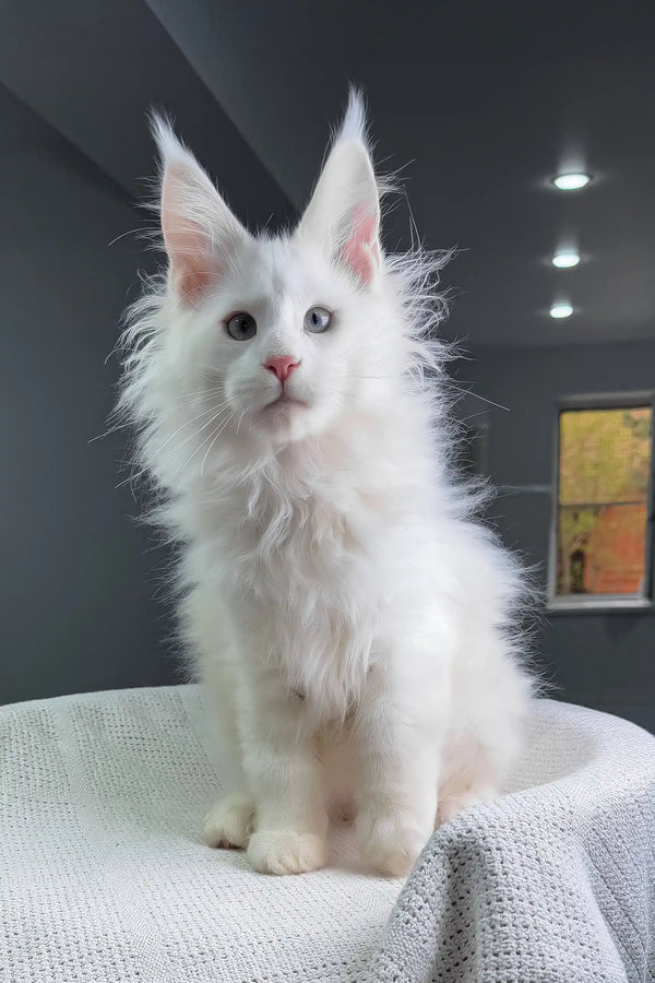Officer | maine coon kitten