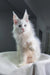 Officer | maine coon kitten