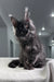 Fluffy gray Maine Coon kitten from Ofreus Polydactyl Maine Coon Kitten collection