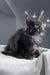 Fluffy gray Maine Coon cat from Ofreus Polydactyl Maine Coon Kitten product