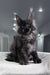 Fluffy gray Maine Coon kitten from Ofreus Polydactyl Maine Coon Kitten collection