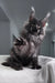 Fluffy gray Maine Coon kitten from Ofreus Polydactyl Maine Coon Kitten collection