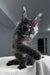 Gray Maine Coon kitten from Ofreus Polydactyl Maine Coon Kitten collection