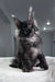 Gray Maine Coon kitten from the Ofreus Polydactyl Maine Coon Kitten collection