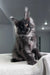 Gray Maine Coon kitten from the Ofreus Polydactyl Maine Coon Kitten collection