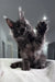 Playful black Maine Coon kitten from Ofreus Polydactyl Maine Coon Kitten product