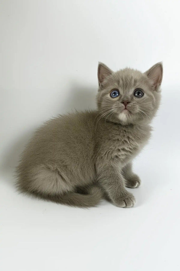 Oksi | british shorthair kitten