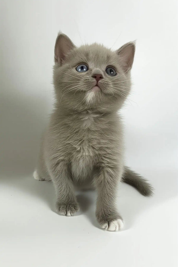 Oksi | british shorthair kitten