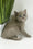 Oksi | British Shorthair Kitten