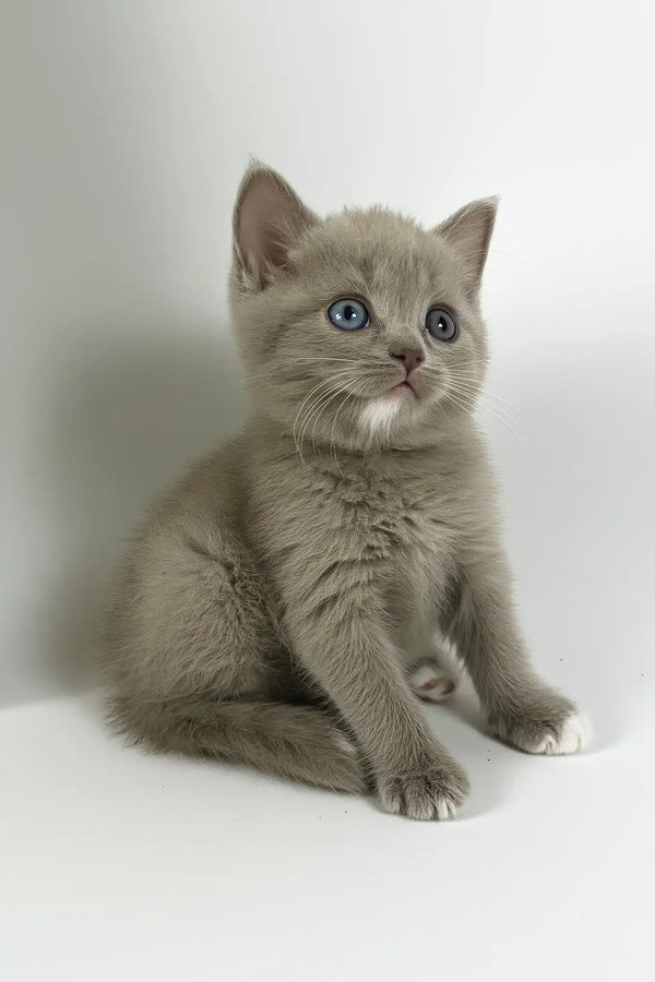 Oksi | british shorthair kitten