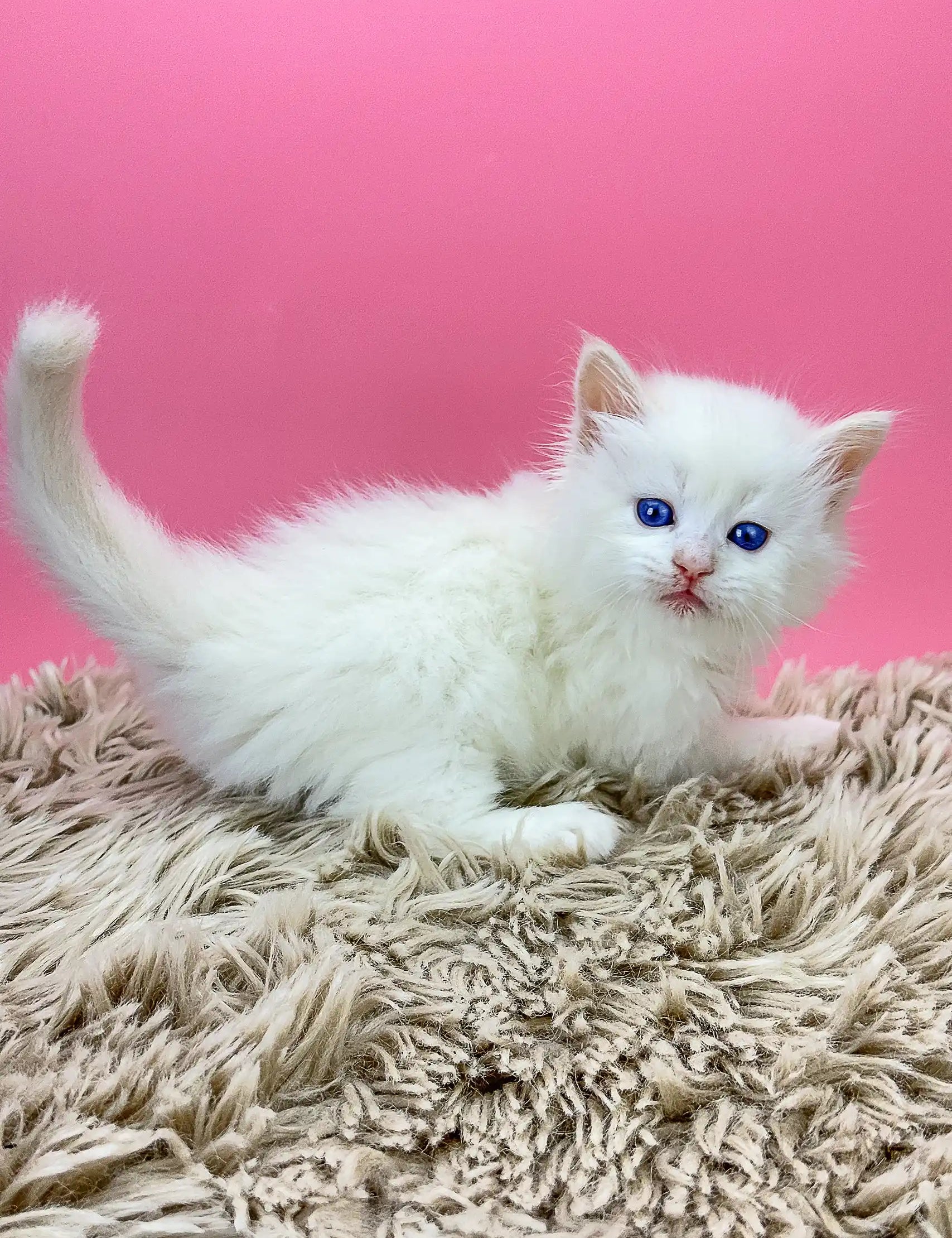 White fluffy Olaf the Siberian Kitten with blue eyes lounging on a cozy rug