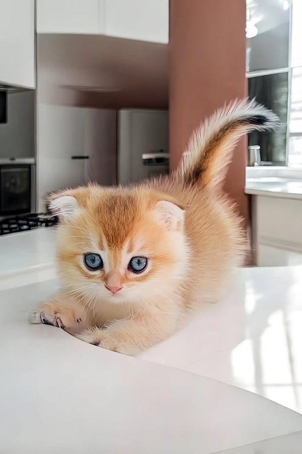 Fluffy orange and white Scottish Fold kitten with bright blue eyes in Ole product