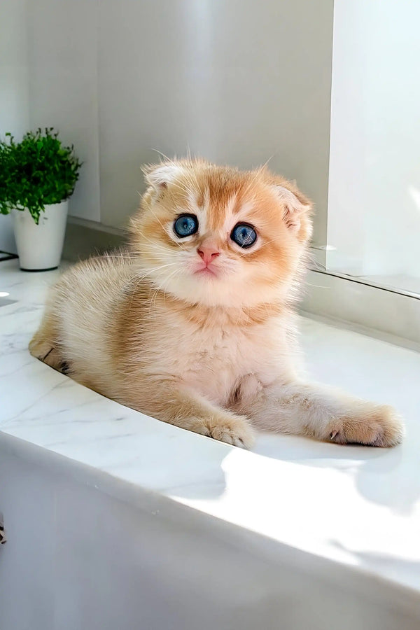 Adorable Scottish Fold kitten with big blue eyes and cream-colored fur, perfect for cuddles