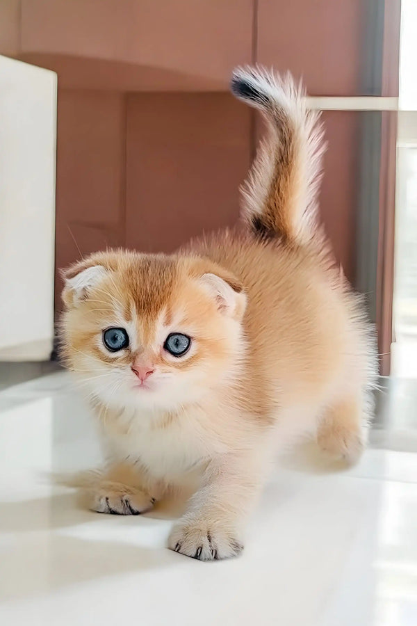 Adorable Scottish Fold kitten Ole with big blue eyes and fluffy cream fur
