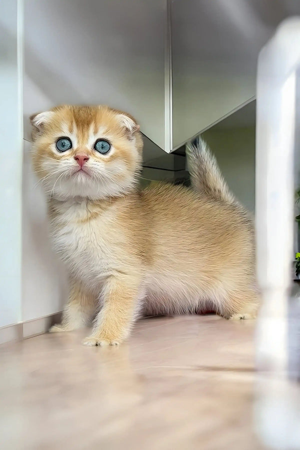 Adorable Scottish Fold kitten named Ole with big blue eyes and cream fur