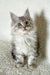 Cute Silver Tabby Maine Coon Kitten from Oleks Maine Coon Kitten collection