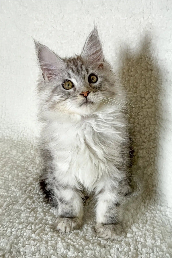 Cute Silver Tabby Maine Coon Kitten from Oleks Maine Coon Kitten collection