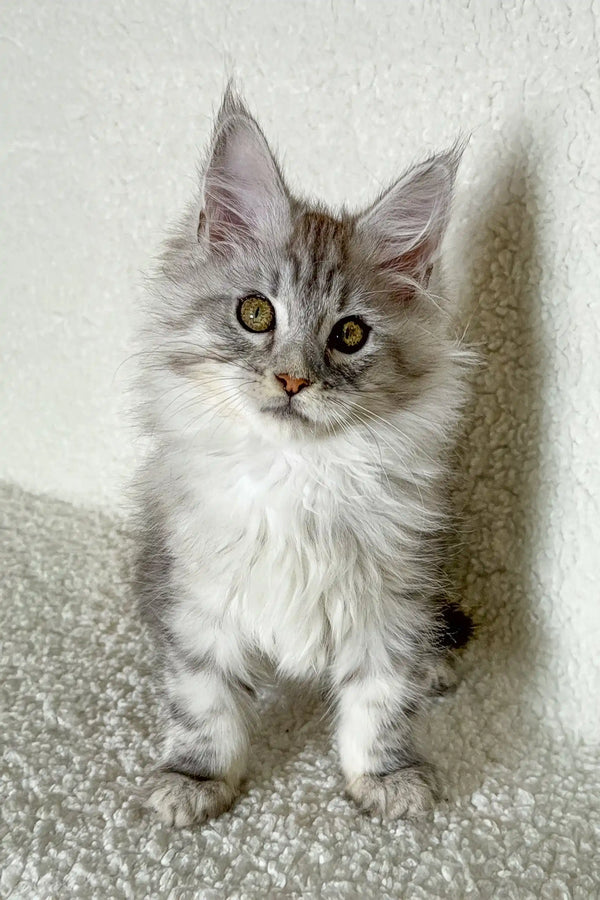 Silver Tabby Maine Coon Kitten from Oleks, super cute and fluffy!