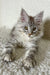 Cute Silver Tabby Maine Coon Kitten in Oleks product display, ready for adoption