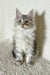 Silver tabby Maine Coon kitten from Oleks perfect for your cuddly companion collection