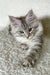 Cute Silver Tabby Kitten from Oleks Maine Coon Kitten collection