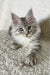 Cute Silver Tabby Maine Coon Kitten from Oleks Maine Coon Kitten collection