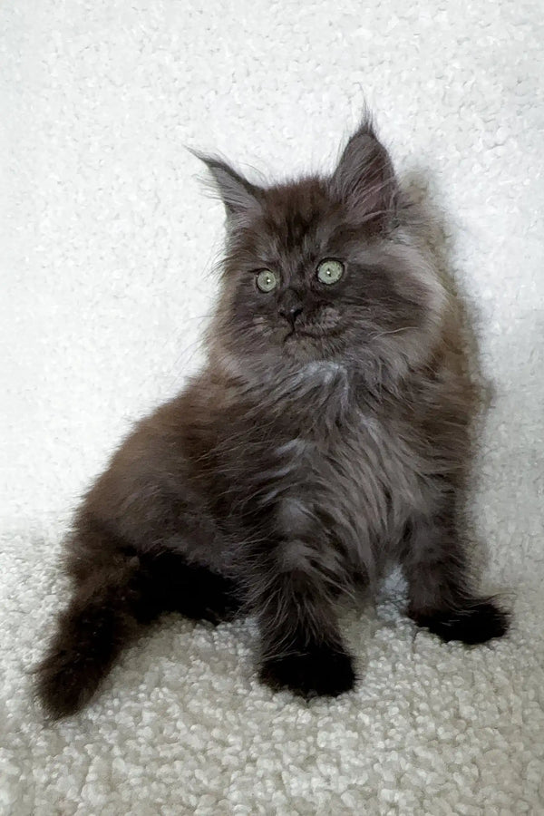 Fluffy black Maine Coon kitten from Olf, perfect for cuddles and playtime fun