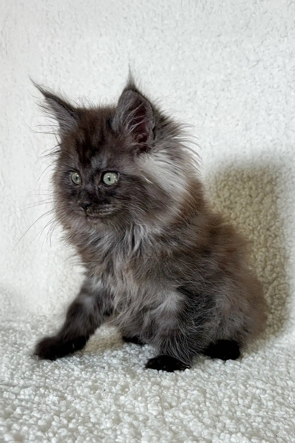 Fluffy gray Maine Coon kitten from Olf Maine Coon Kitten collection