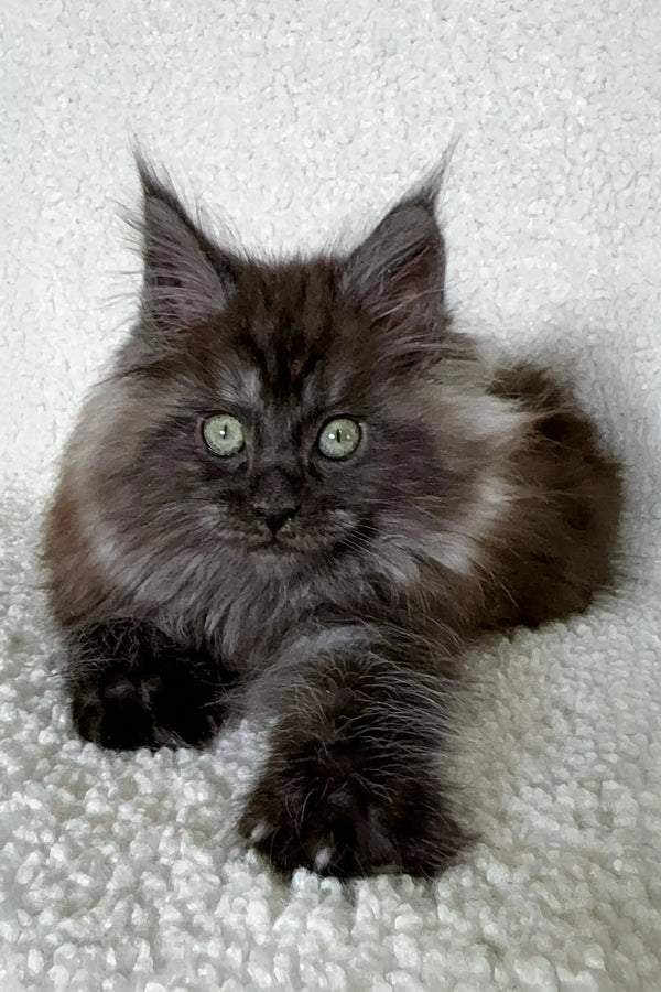 Fluffy gray Maine Coon kitten from Olf, perfect for cuddles and playtime