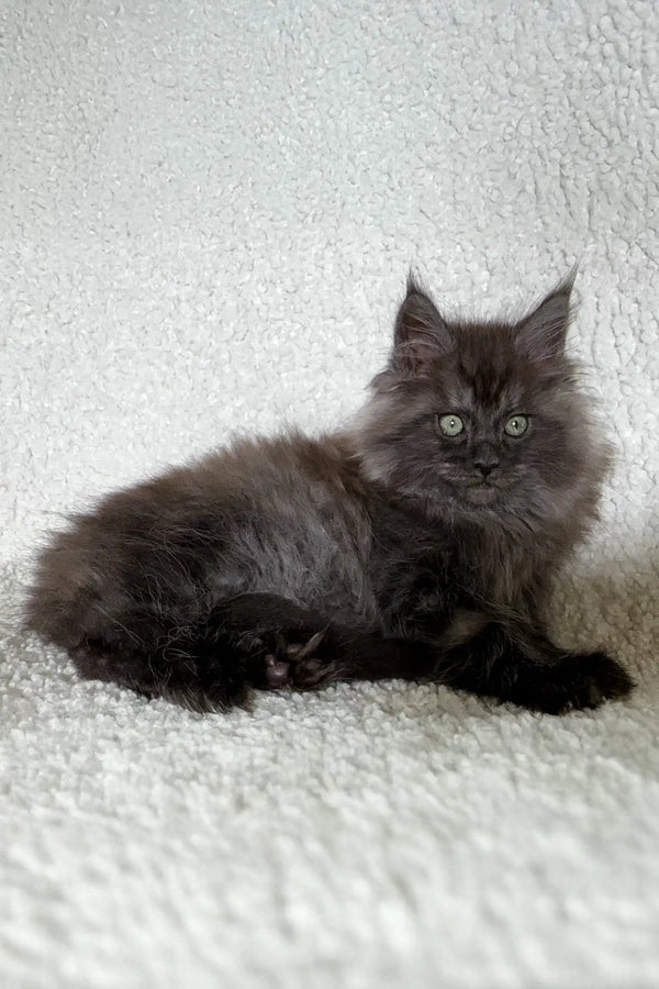 Fluffy gray kitten from Olf Maine Coon Kitten, perfect for cat lovers everywhere